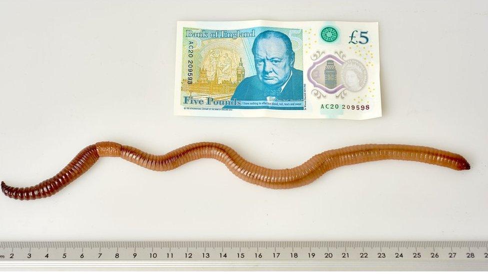 Dave the worm