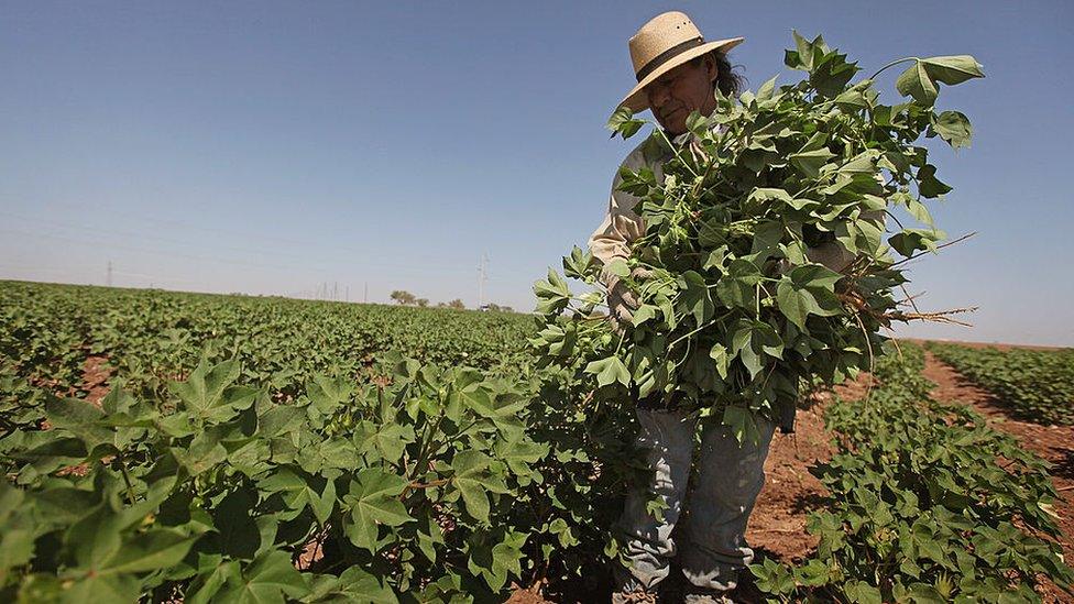 Cotton picking