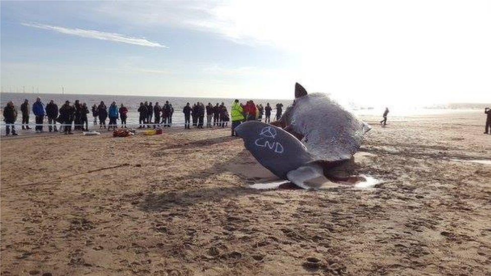 Whale spray painted