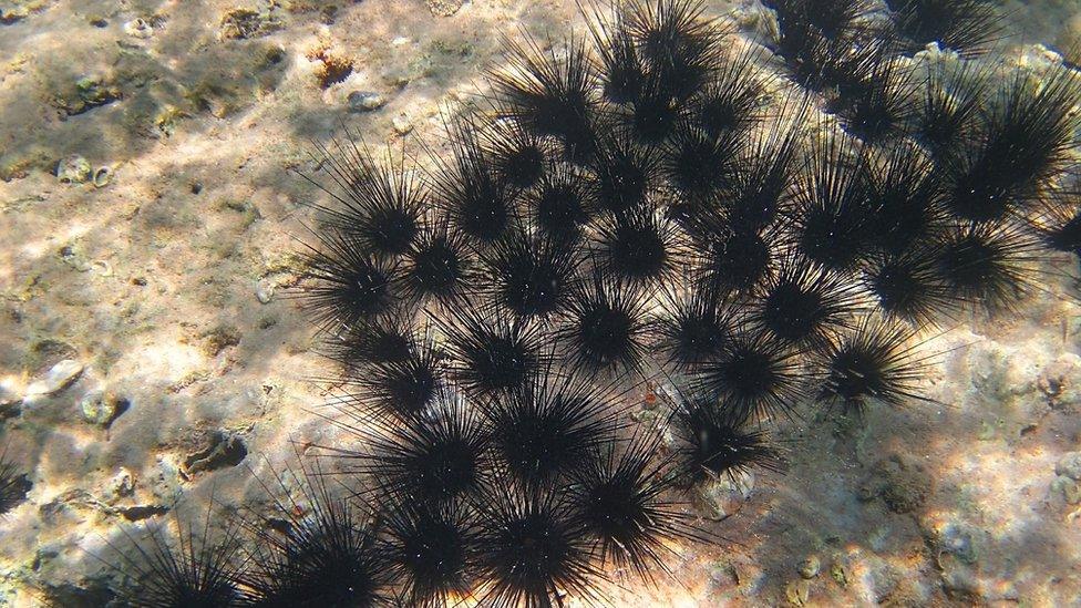 A group of black sea urchins atop a rock in the Red Sea