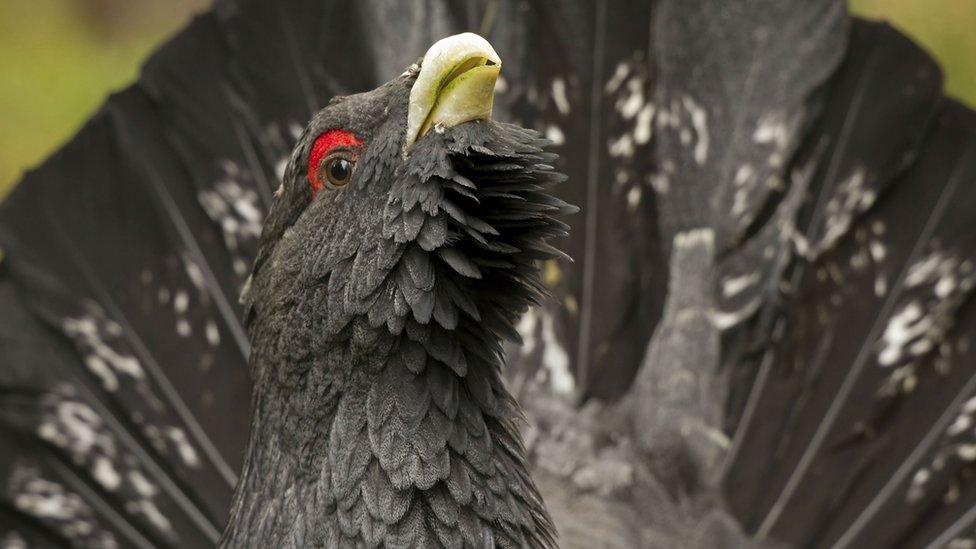 Capercaillie