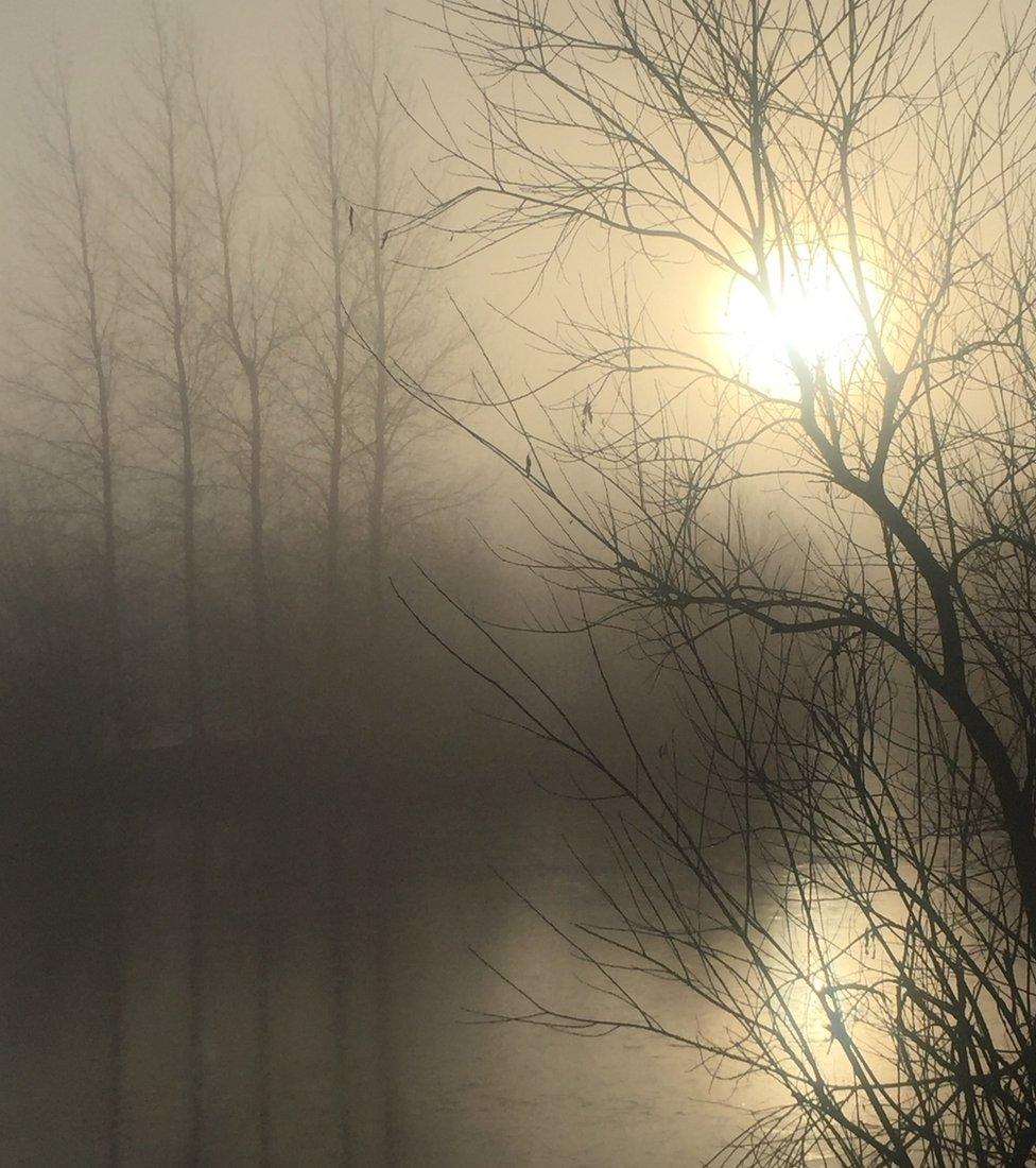 A foggy picture of a tree by a river