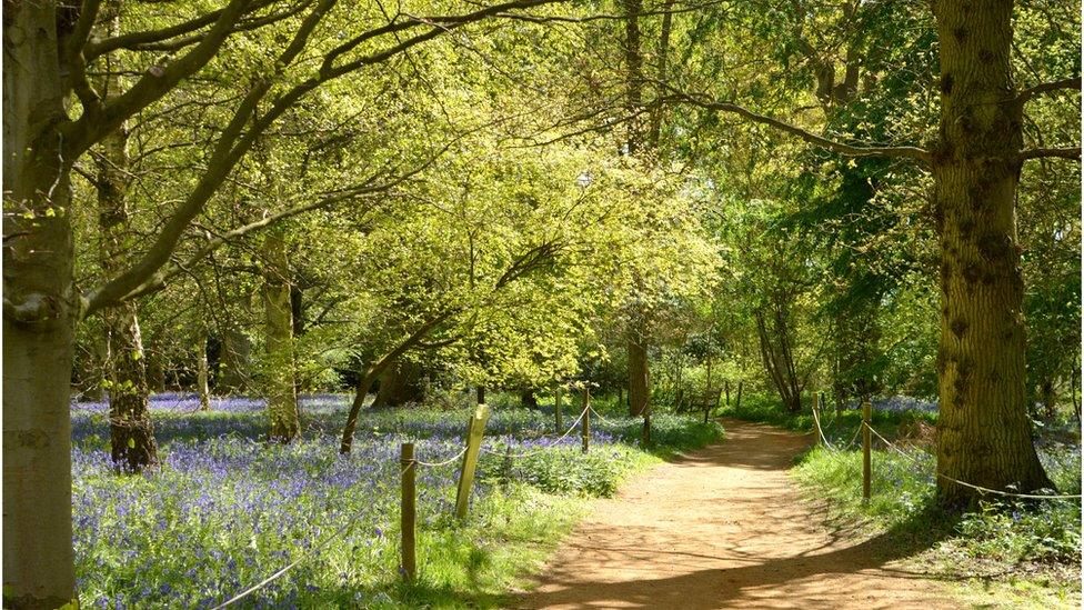 "Beautiful bluebells at Harcourt Arboretum"