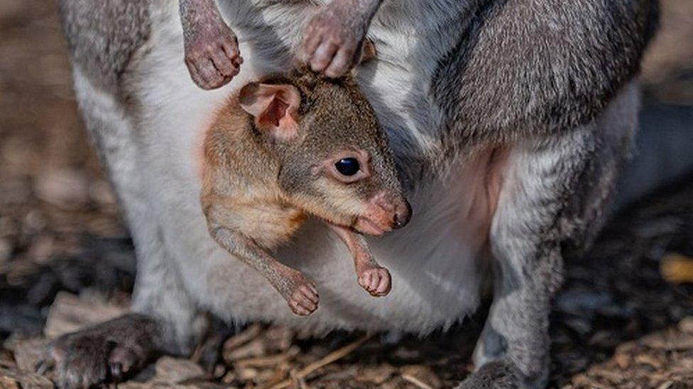 Baby kangaroo at Chester Zoo