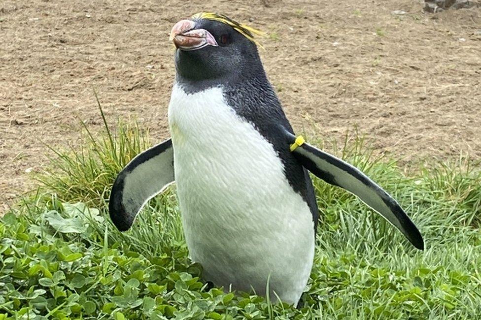 Macaroni penguin