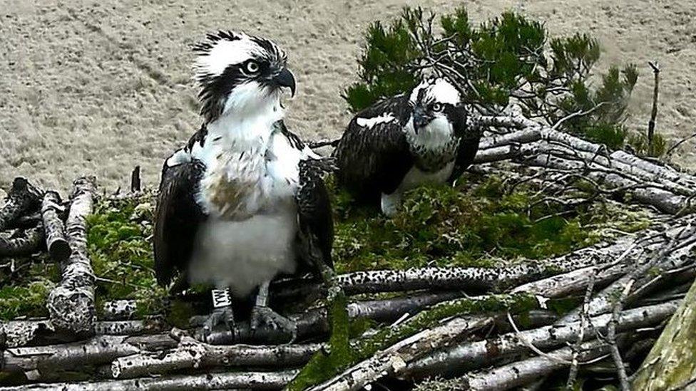 The ospreys in their nest