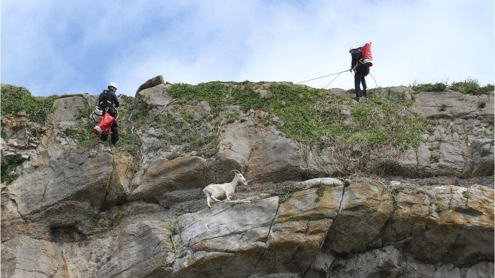 Goat being rescued