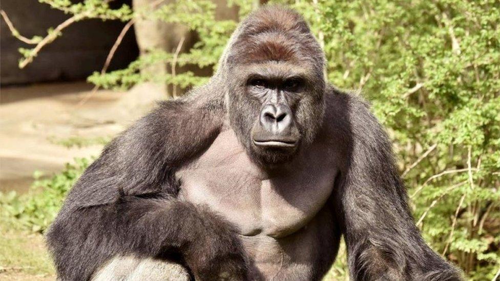 Harambe, a 17-year-old gorilla at the Cincinnati Zoo is pictured in this undated handout photo provided by Cincinnati Zoo.