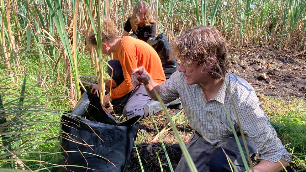 Workers eradicating Australian stonecrop from Thompson Common in Norfolk