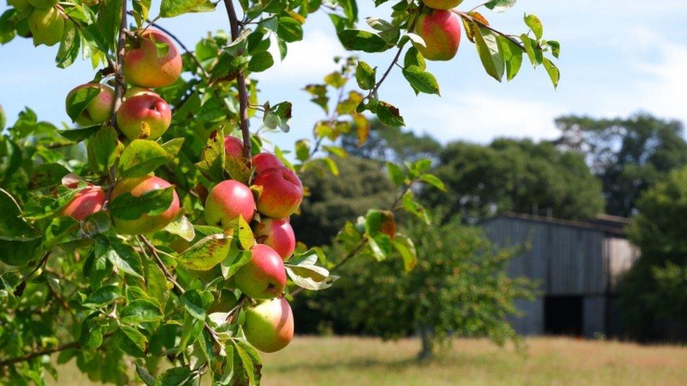 Apple tree