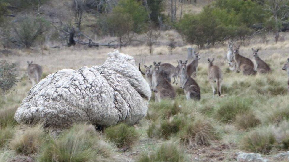 Kangaroos look at the camera behind one of the woolliest sheep in the world