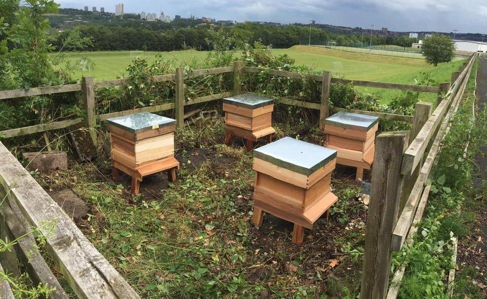 Beehives in Gateshead