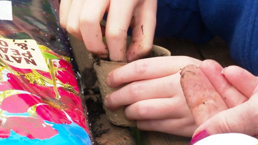 Close up of children's hands planting sunflower seeds