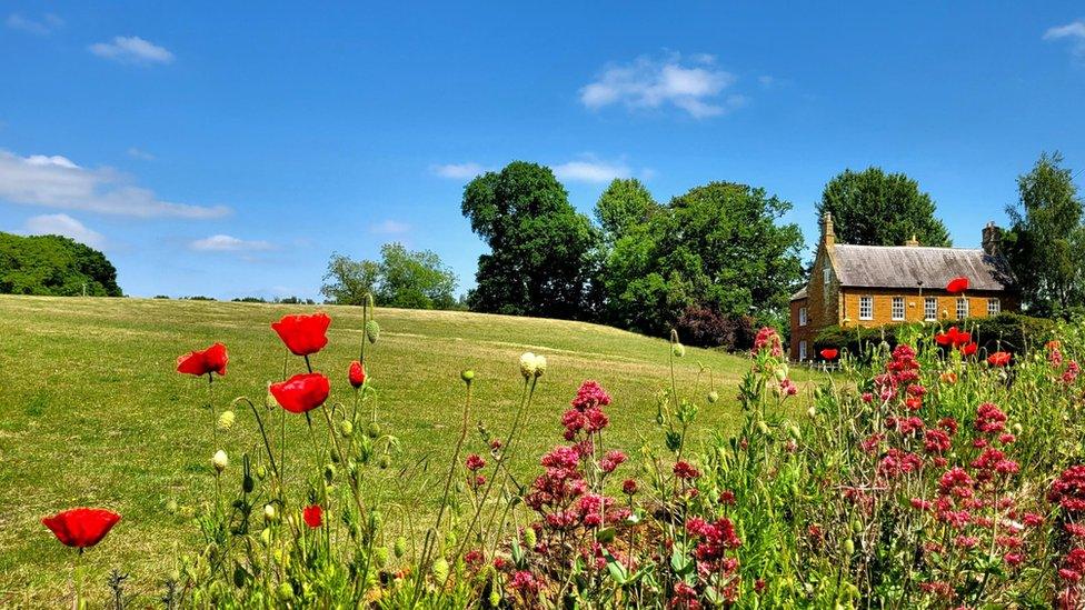 A blue sky over a field full of wildflowers