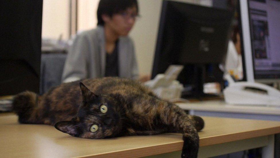 Cat lying on office desk