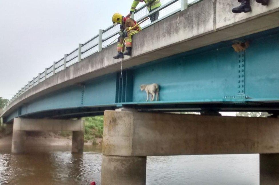 Sheep stuck on bridge