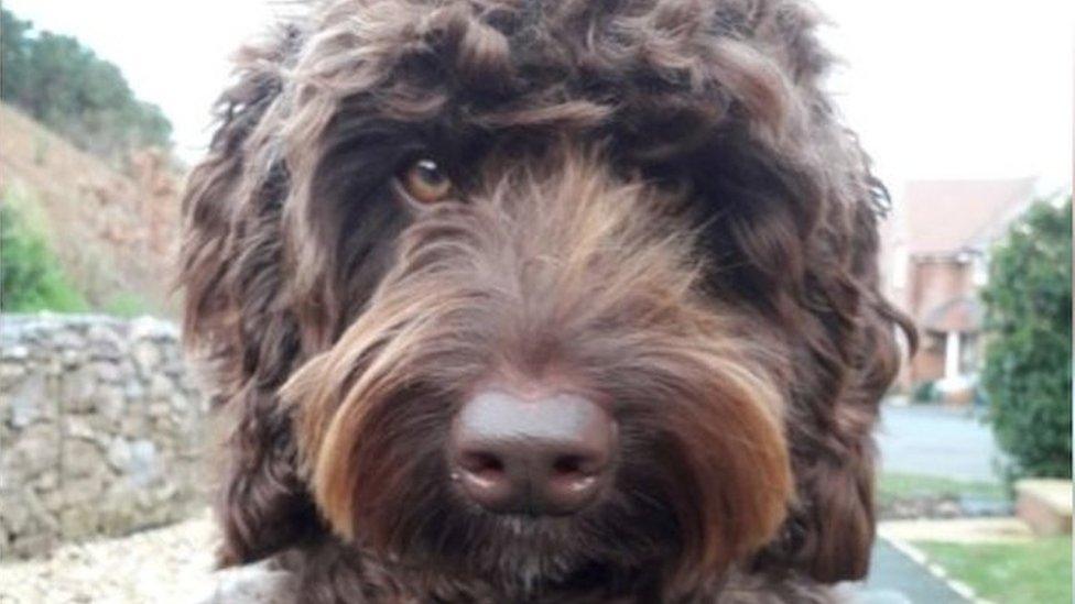 Digby the therapy dog. Pic: Devon and Somerset Fire and Rescue Service