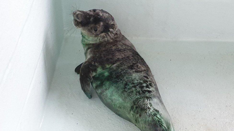 Seal pup, Skittles