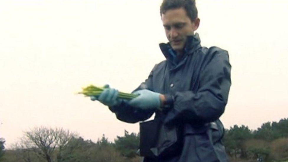 Ben Woolvin in daffodil field