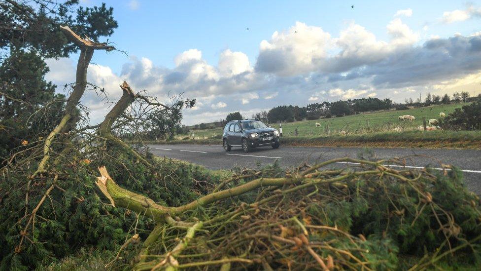 car travelling along a road in scotland next to a fallen tree