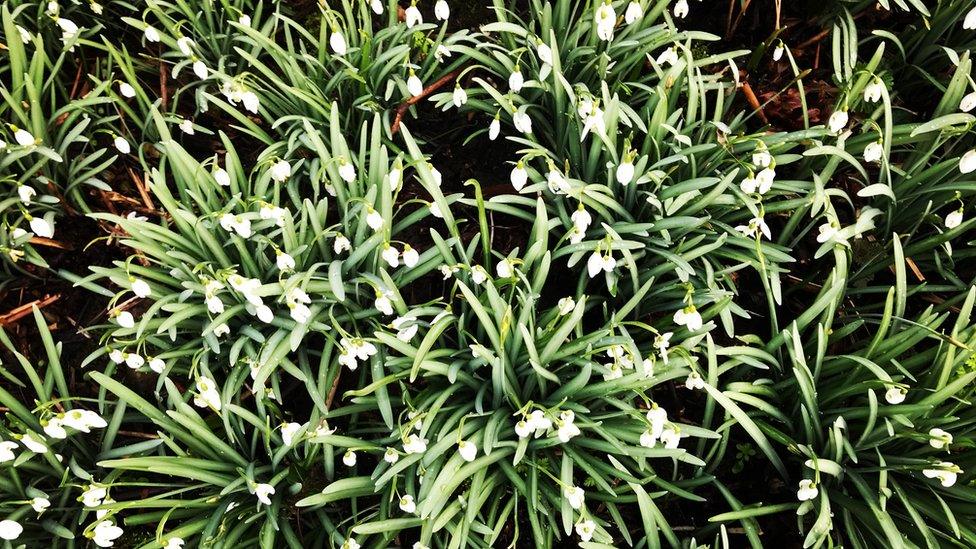 Snowdrops