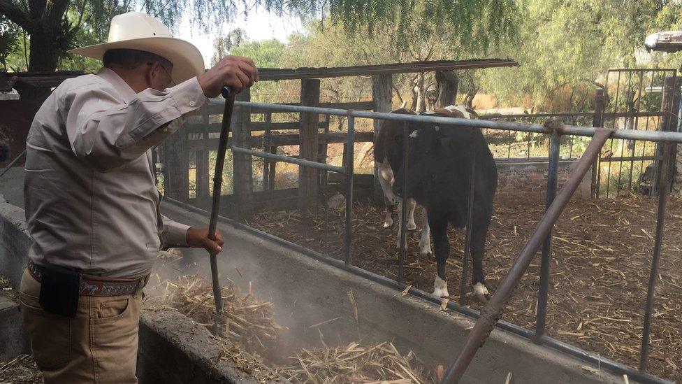 Aurelio feeding his cattle