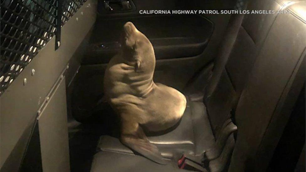 A-sea-lion-sits-in-the-back-of-a-police-car.