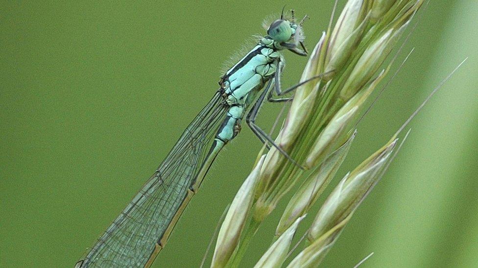 Blue-tailed damselfly