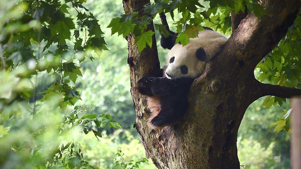 This picture taken on September 9, 2016 shows a panda sleeping on the tree at the Chengdu Research Base of Giant Panda Breeding in China's Sichuan province.