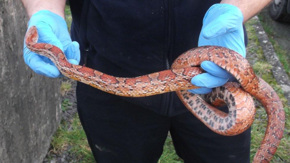 Snake free - held in hands of RSPCA inspector