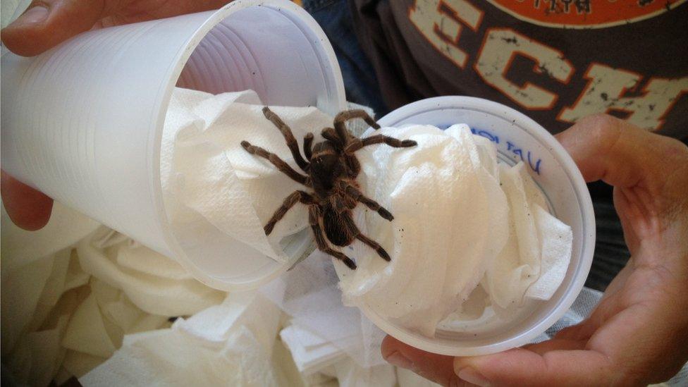 Montserrat tarantula