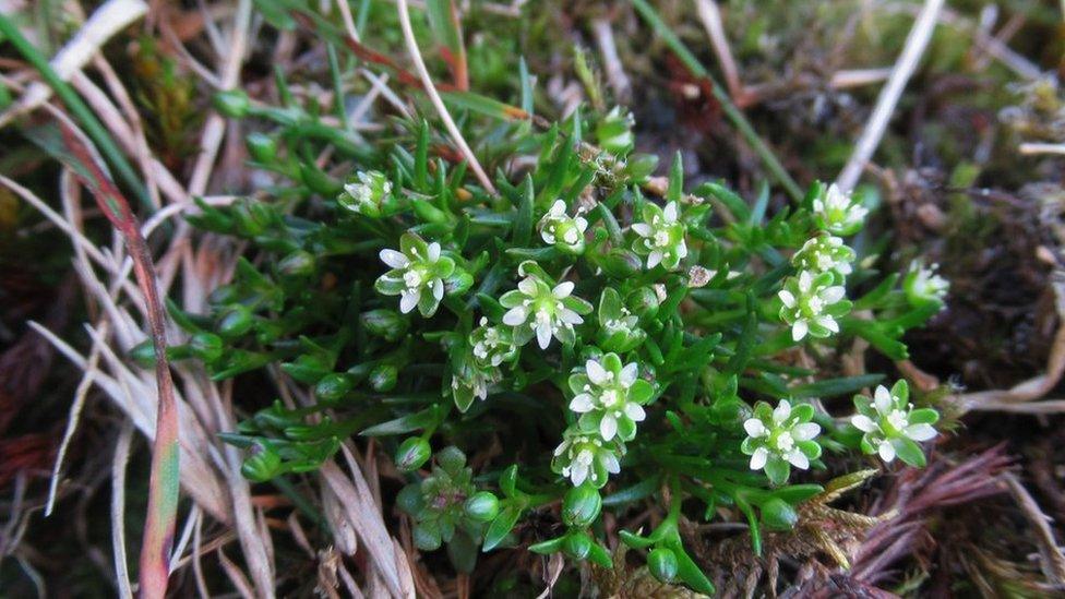 Snow Pearlwort