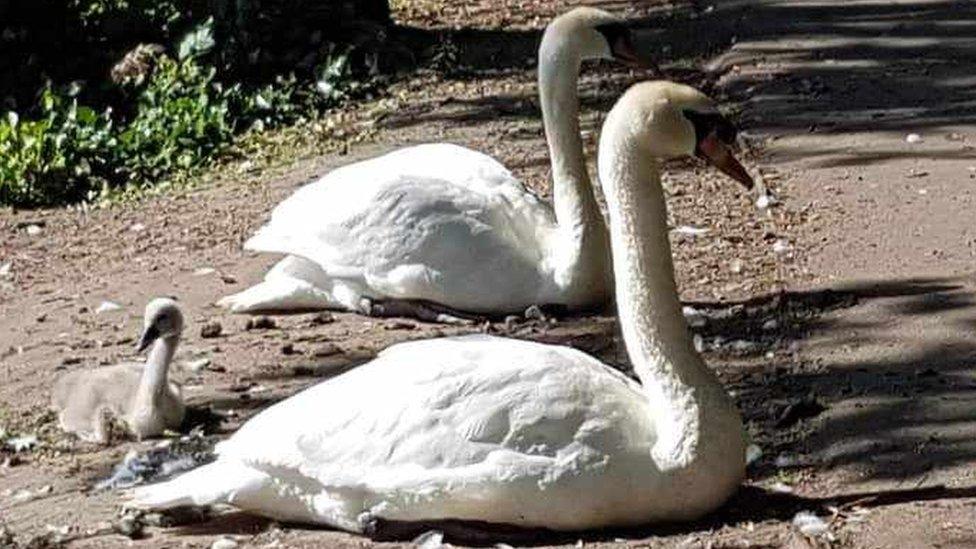 Swans by Wilderness Lake in Porthcawl