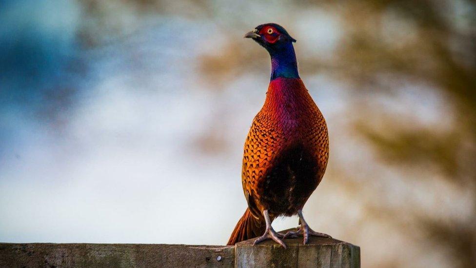 A pheasant on a gatepost in Wrexham