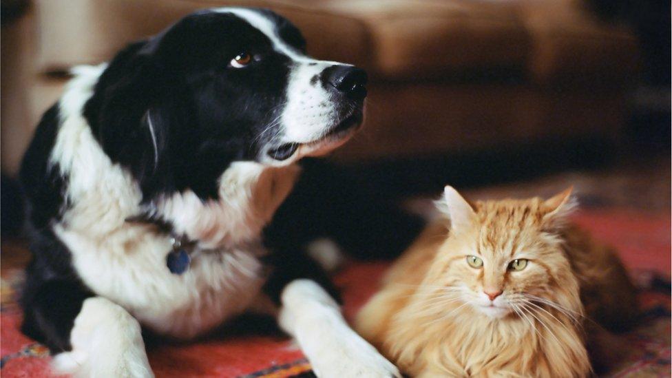 Dog and cat on a rug