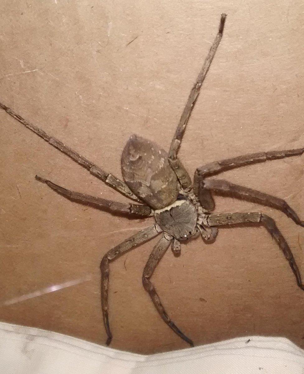 The Huntsman spider