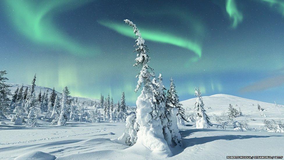 Arctic forest - Lapland