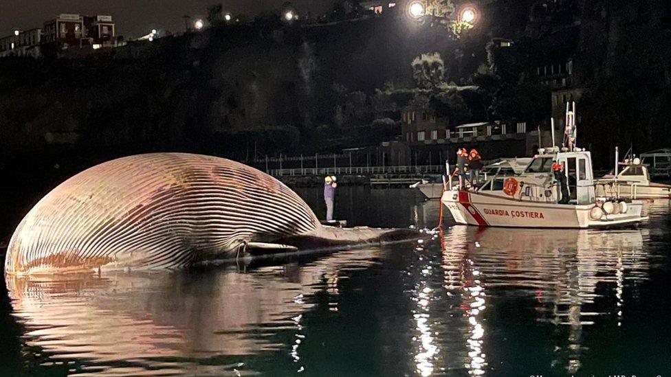 Image shows a coastguard bot next to the whale