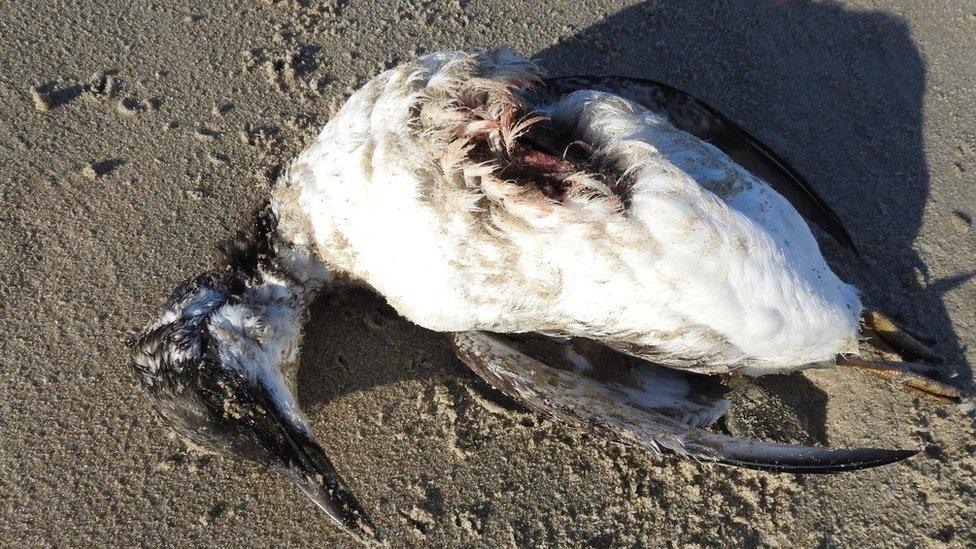 Guillemot found on beach on Texel