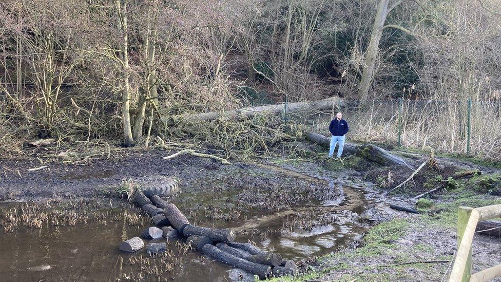 Fallen tree that has landed on the wire fence at the capybara enclosure at Jimmy's Farm, Wherstead