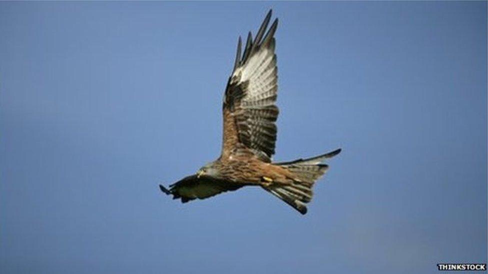 Red Kite