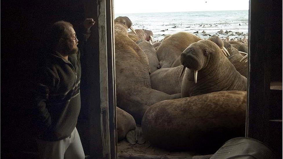 Russian scientists looks at a walrus.