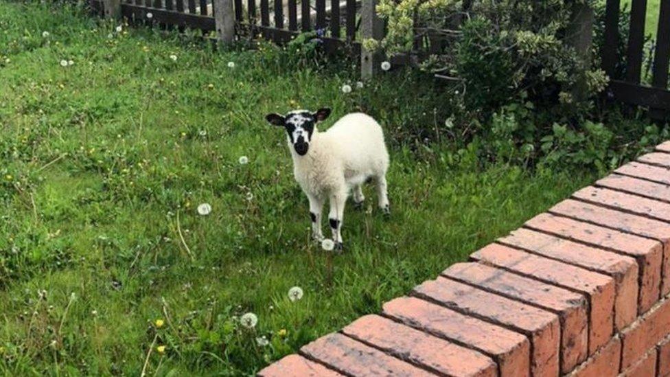 One of the lambs in a garden in Sunderland