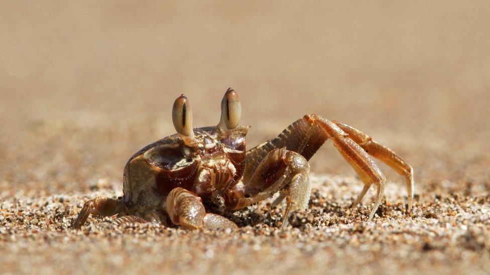 Ghost-crab-burying-itself-in-the-sand.