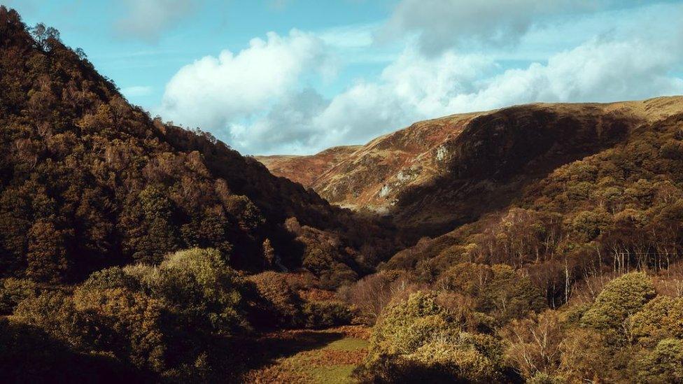 Y coed yn y cymoedd yn Rhandirmwyn