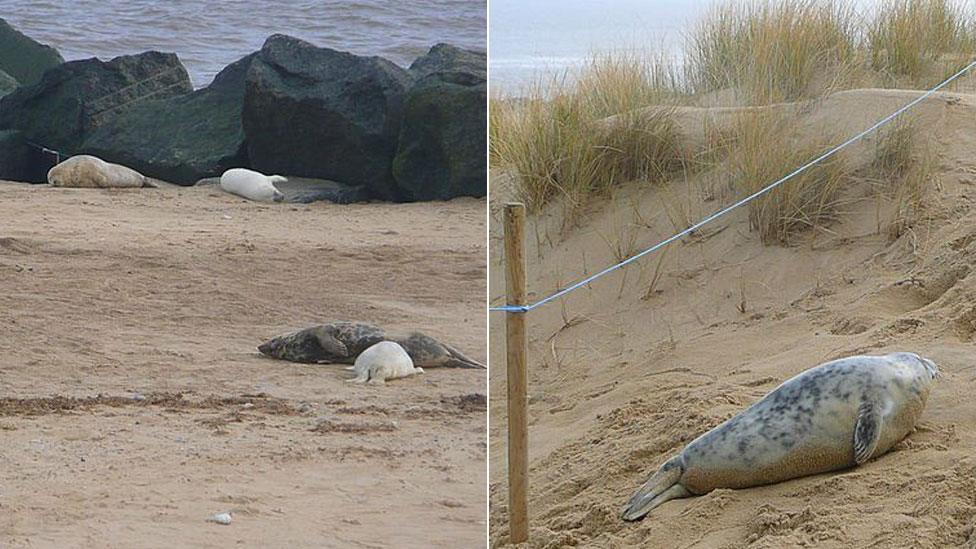 Seals at Horsey beach, Norfolk