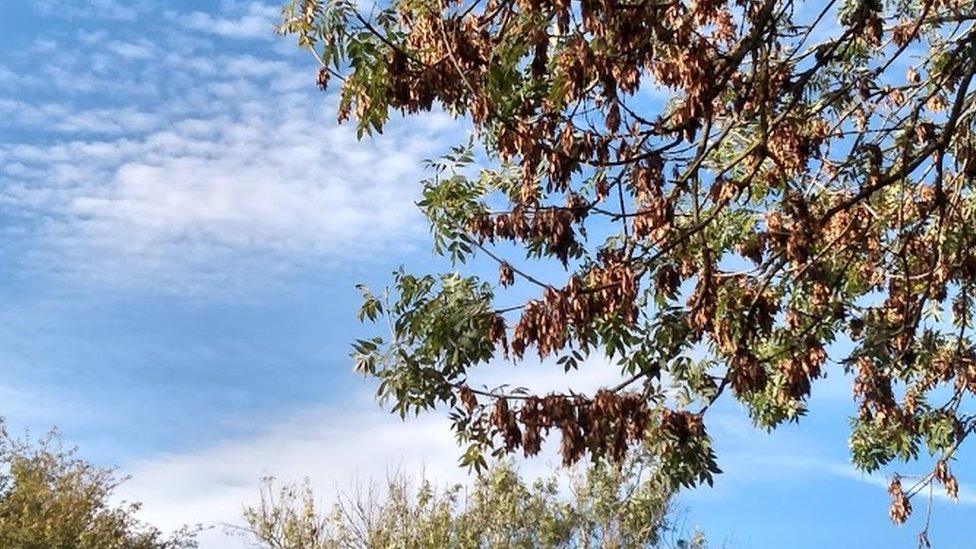 Tree with ash dieback disease