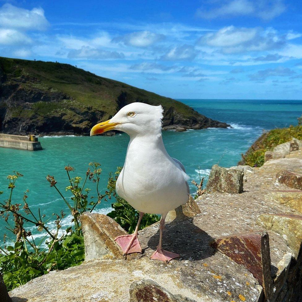 A gull on a wall in the village of Port Isaac in north Cornwall