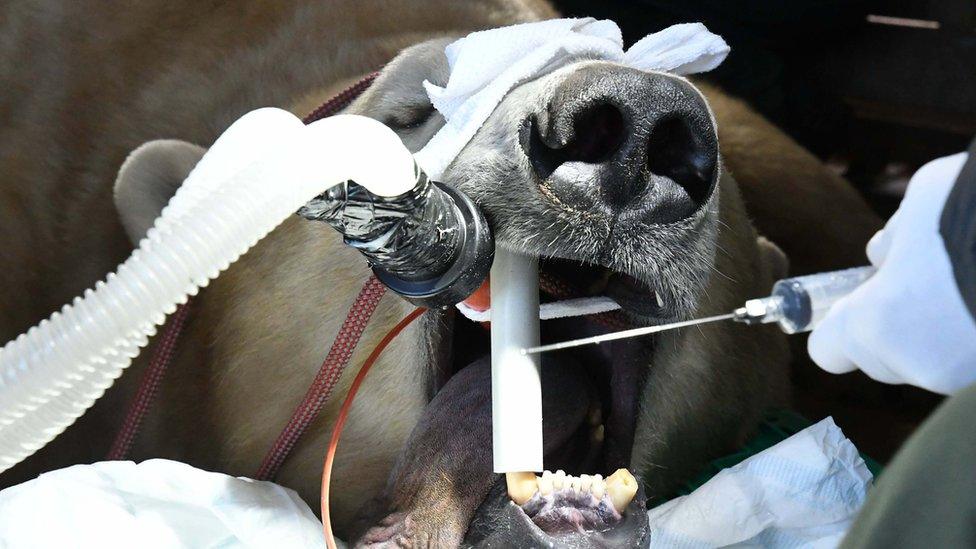 Three year-old Sisu had snapped one of his canines