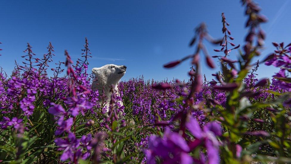 A baby polar bear amongst a field of flowers